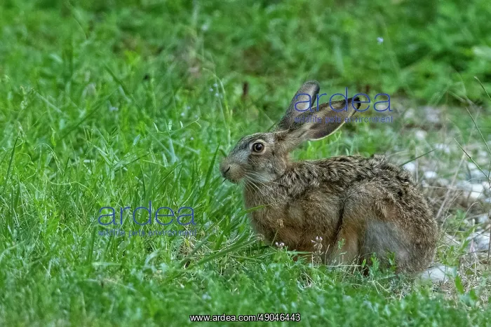 : BROWN HARE, EUROPEAN HARE : BROWN HARE, EUROPEAN HARE
