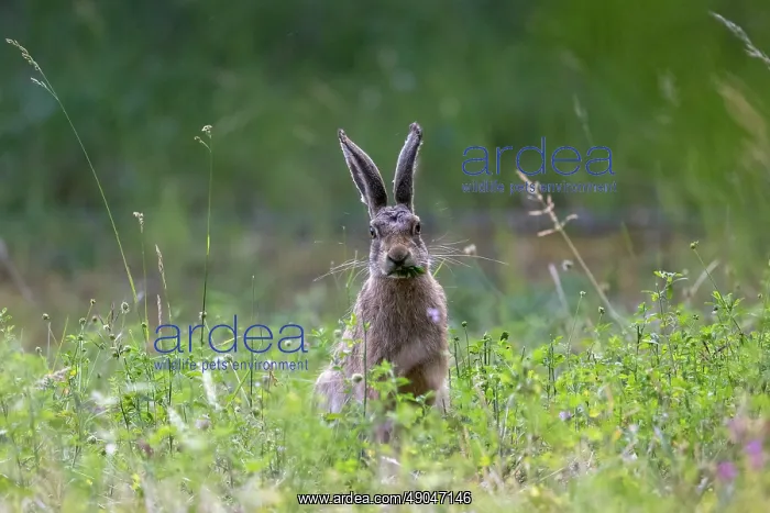 : BROWN HARE, EUROPEAN HARE : BROWN HARE, EUROPEAN HARE