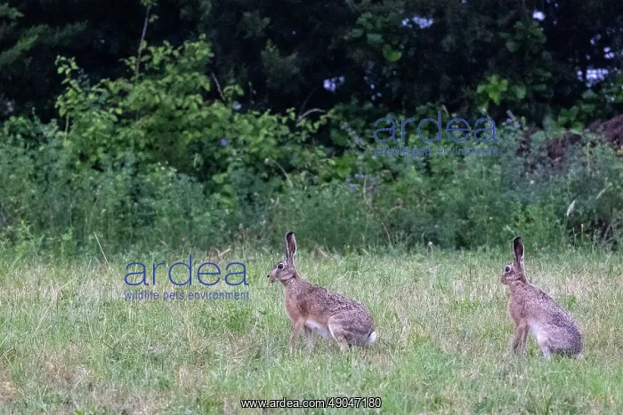: BROWN HARE, EUROPEAN HARE : BROWN HARE, EUROPEAN HARE