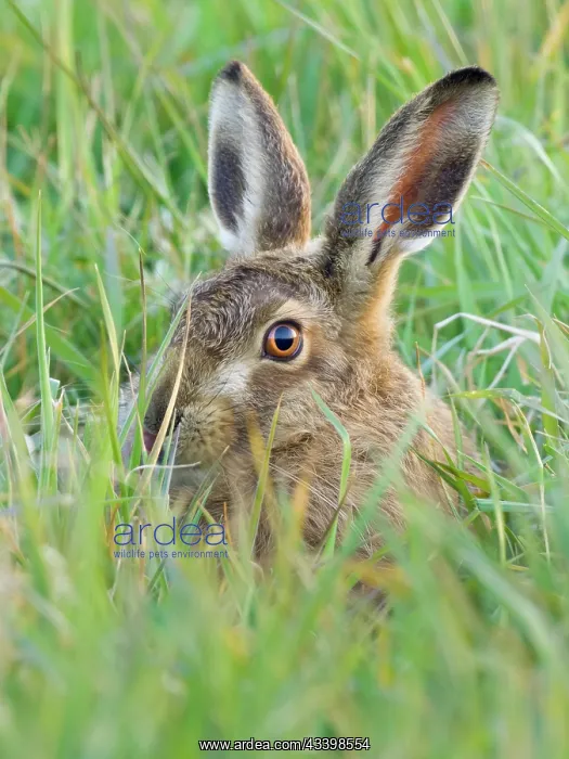 : Brown Hare - hiding in grass : Brown Hare - hiding in grass
