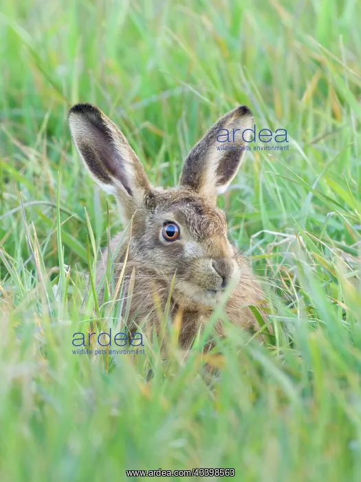 : Brown Hare - hiding in grass : Brown Hare - hiding in grass