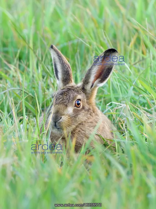 : Brown Hare - hiding in grass : Brown Hare - hiding in grass