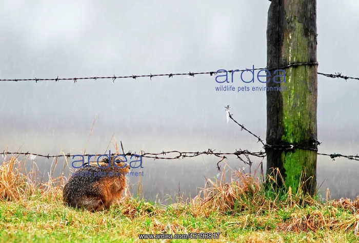 : Brown hare (Lepus europaeus) Hare laying in the : Brown hare (Lepus europaeus) Hare laying in the