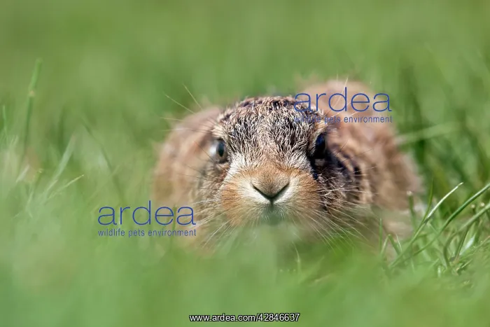 : Brown Hare Leveret : Brown Hare Leveret