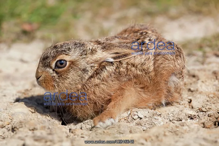 : Brown Hare Leveret : Brown Hare Leveret
