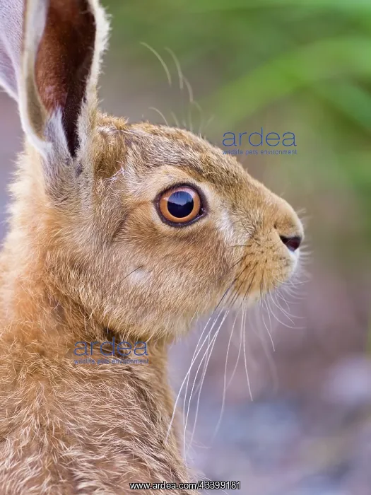 : Brown Hare - leveret : Brown Hare - leveret