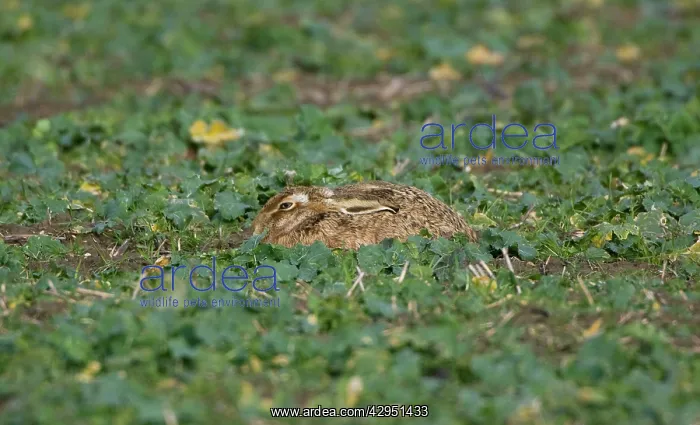 : Brown Hare - lying flat in winter brasica : Brown Hare - lying flat in winter brasica