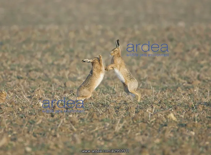 : Brown Hare - male boxing in an attempt to keep : Brown Hare - male boxing in an attempt to keep