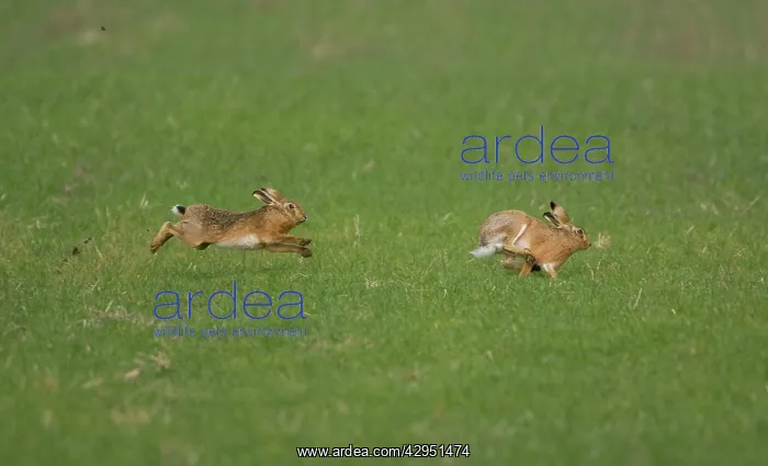 : Brown Hare male chasing female : Brown Hare male chasing female