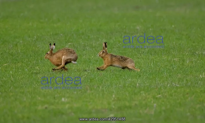 : Brown Hare - male chasing female : Brown Hare - male chasing female