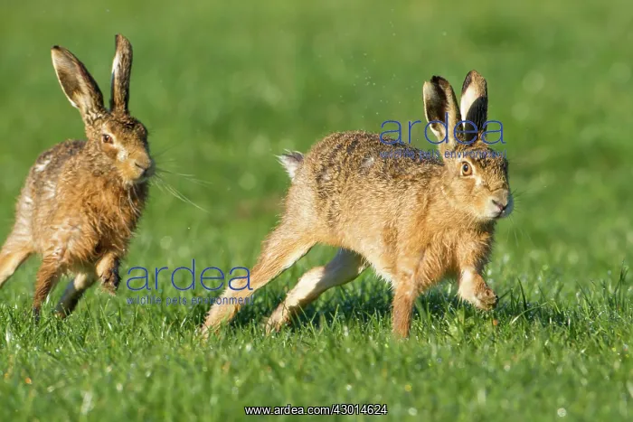  : Brown Hare male chasing female spring
