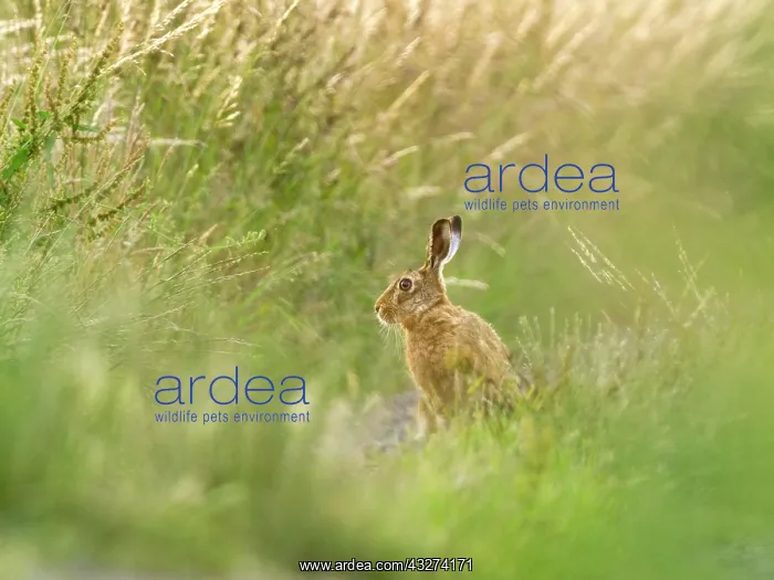  : Brown Hare - Norfolk UK