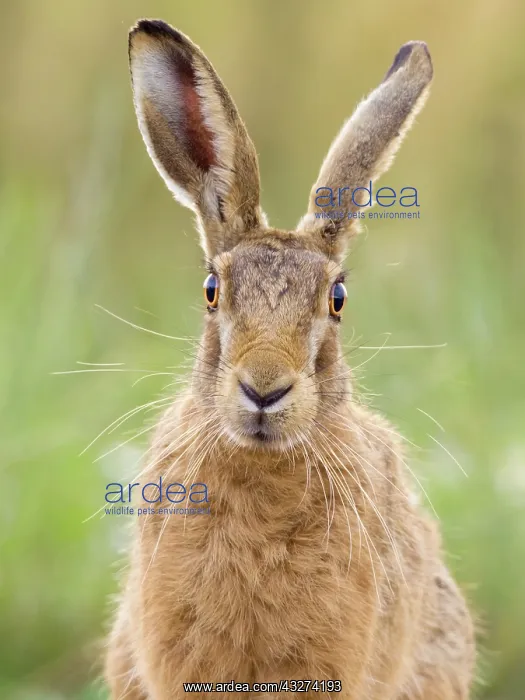  : Brown Hare - Norfolk UK