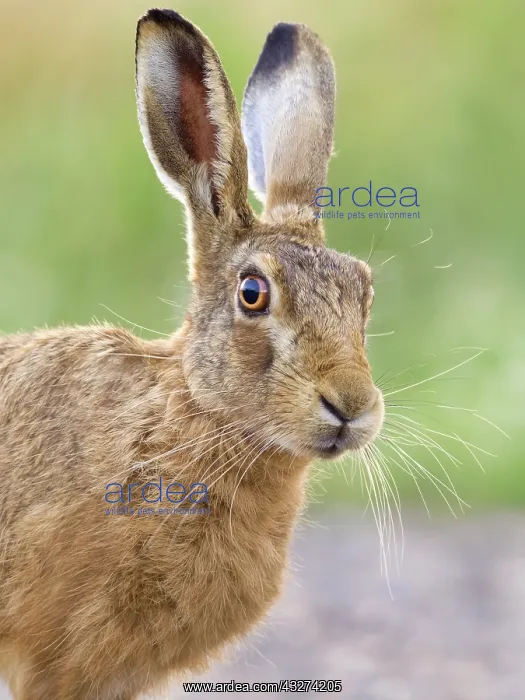  : Brown Hare - Norfolk UK