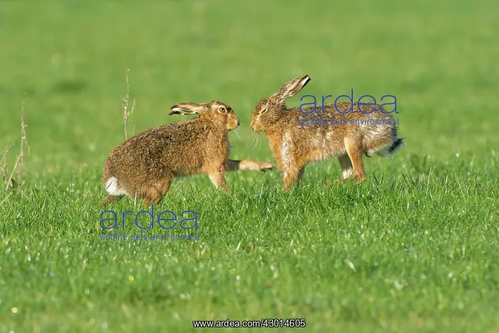  : Brown Hare pair boxing spring