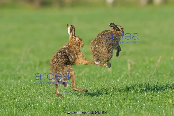  : Brown Hare pair boxing spring