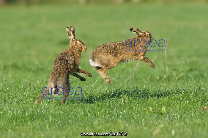  : Brown Hare pair boxing spring