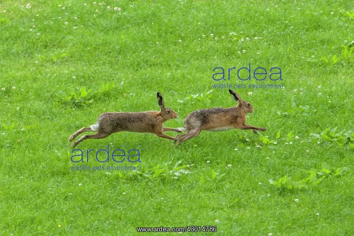 : Brown Hare pair running one chasing the other summer : Brown Hare pair running one chasing the other summer