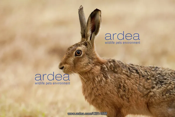  : Brown Hare portrait Summer
