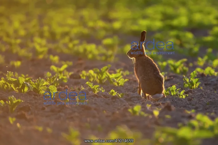 : Brown Hare sitting in crop field in golden : Brown Hare sitting in crop field in golden