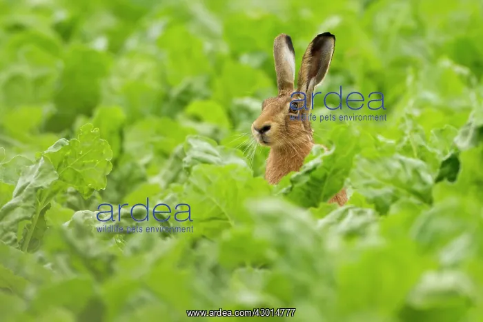  : Brown Hare sitting in crop field summer