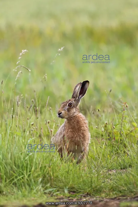 : Brown Hare sitting in meadow Bedfordshire, UK 17273 : Brown Hare sitting in meadow Bedfordshire, UK 17273