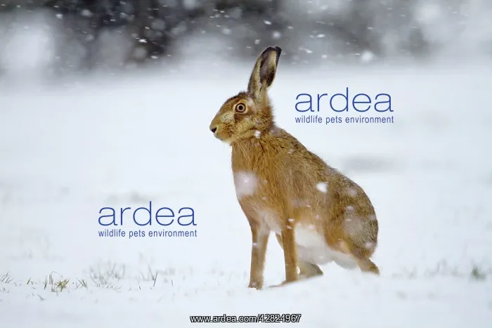 : Brown Hare - in snow : Brown Hare - in snow