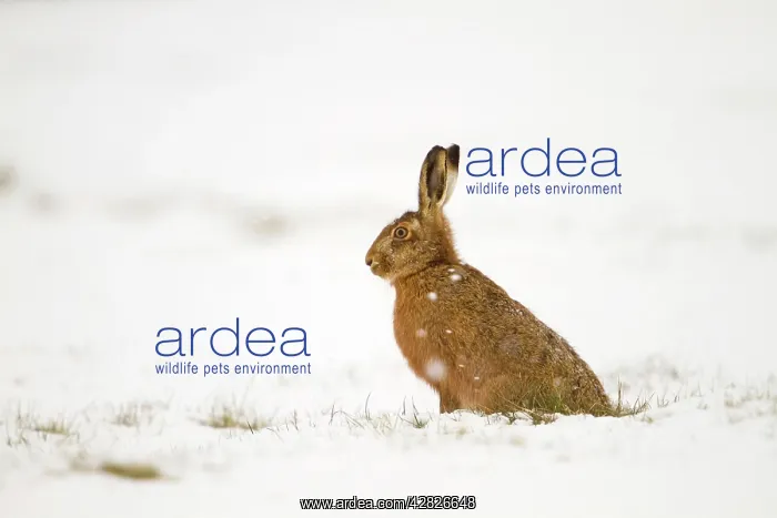 : Brown Hare - in snow : Brown Hare - in snow