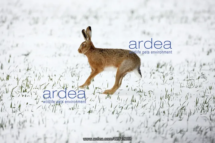 : Brown Hare in snow : Brown Hare in snow