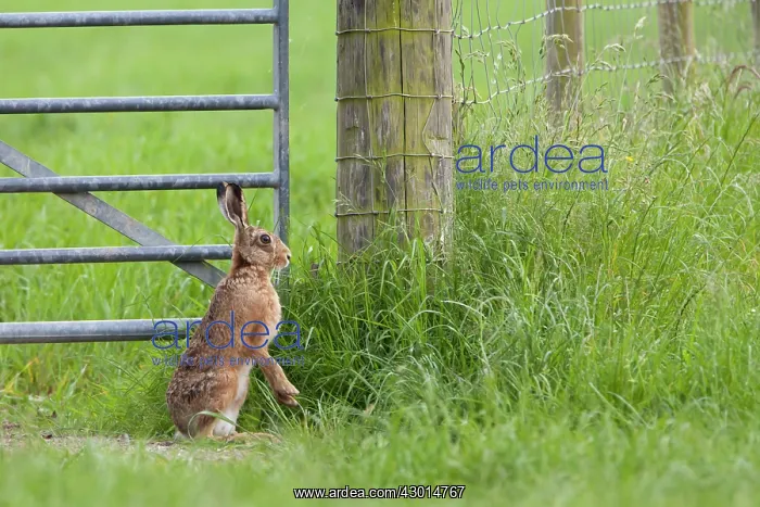: Brown Hare standing on hind legs next to gate summer : Brown Hare standing on hind legs next to gate summer