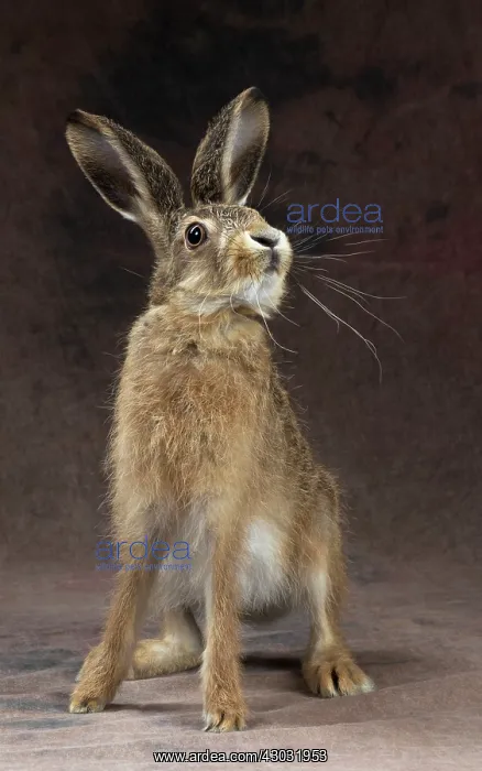  : Brown Hare young