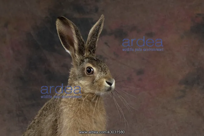  : Brown Hare young