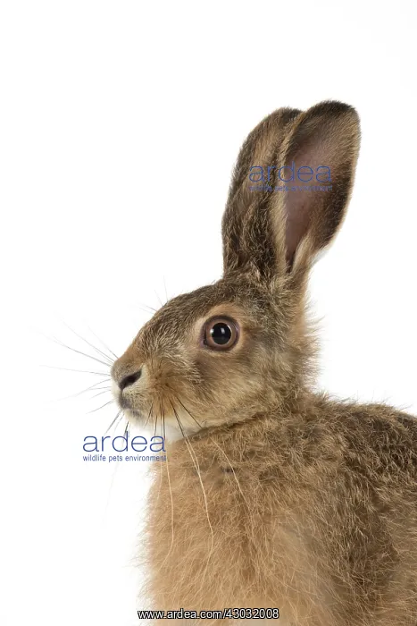  : Brown Hare young