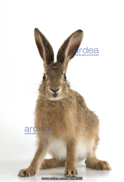  : Brown Hare young