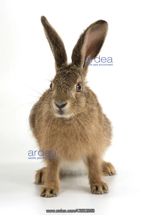  : Brown Hare young