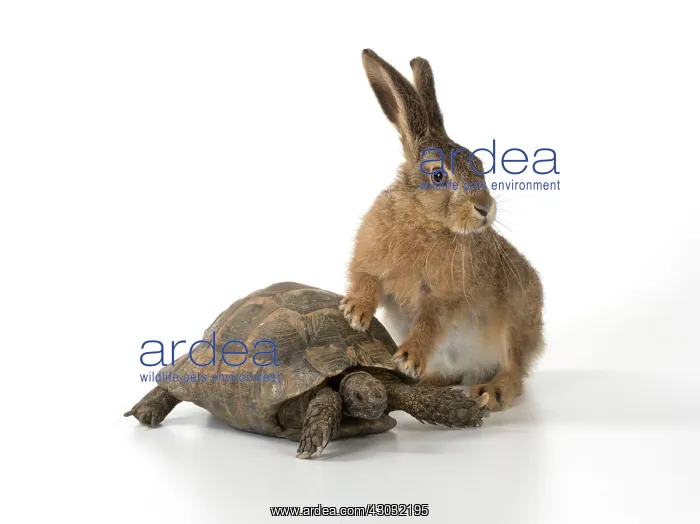  : Brown Hare young
