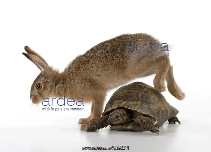 : Brown Hare young : Brown Hare young