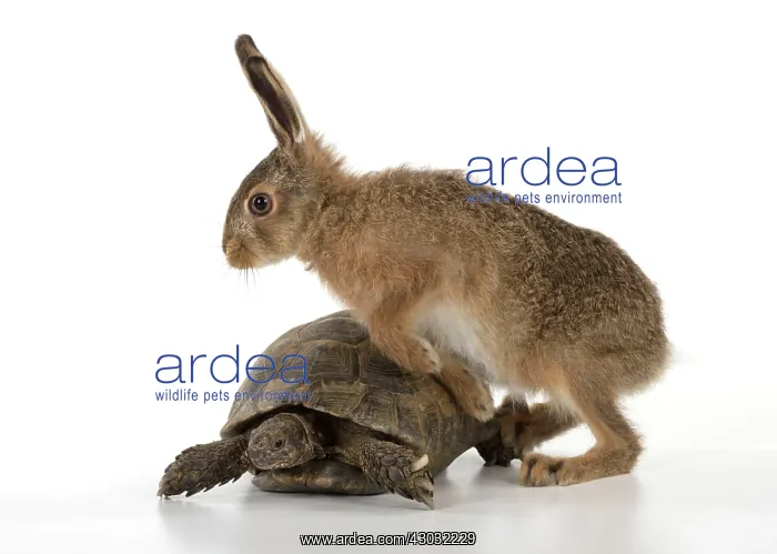 : Brown Hare young : Brown Hare young