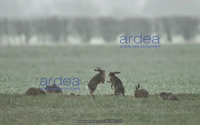 : Brown Hares - 2 fight whilst 5 others rest in the : Brown Hares - 2 fight whilst 5 others rest in the