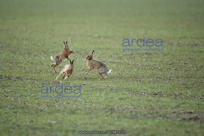 : Brown Hares - Boxing : Brown Hares - Boxing