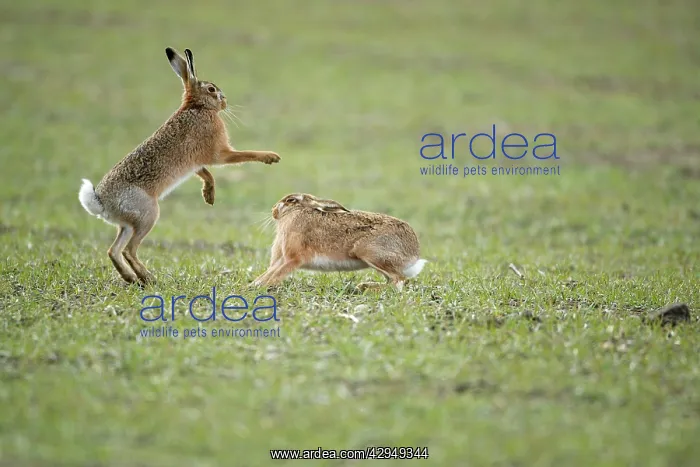 : Brown Hares - Boxing : Brown Hares - Boxing