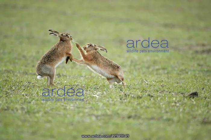 : Brown Hares - Boxing : Brown Hares - Boxing