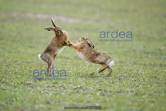 : Brown Hares - Boxing : Brown Hares - Boxing