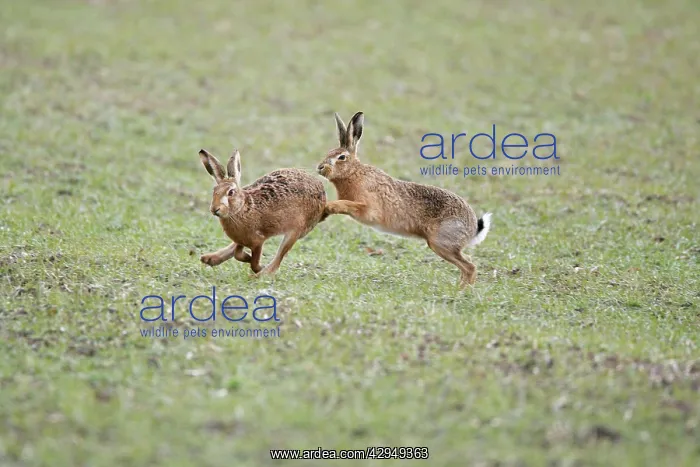  : Brown Hares - Boxing