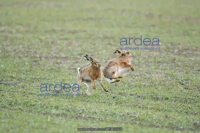 : Brown Hares - Boxing : Brown Hares - Boxing