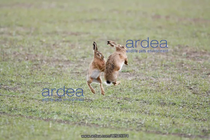 : Brown Hares - Boxing : Brown Hares - Boxing
