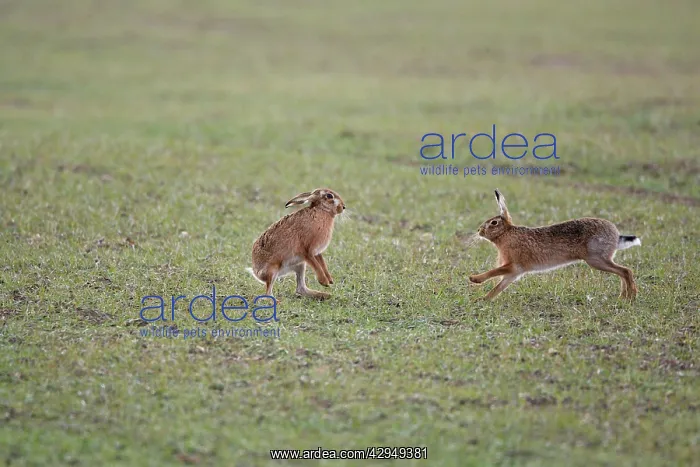 : Brown Hares - Boxing : Brown Hares - Boxing