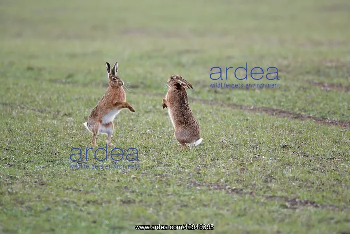 : Brown Hares - Boxing : Brown Hares - Boxing