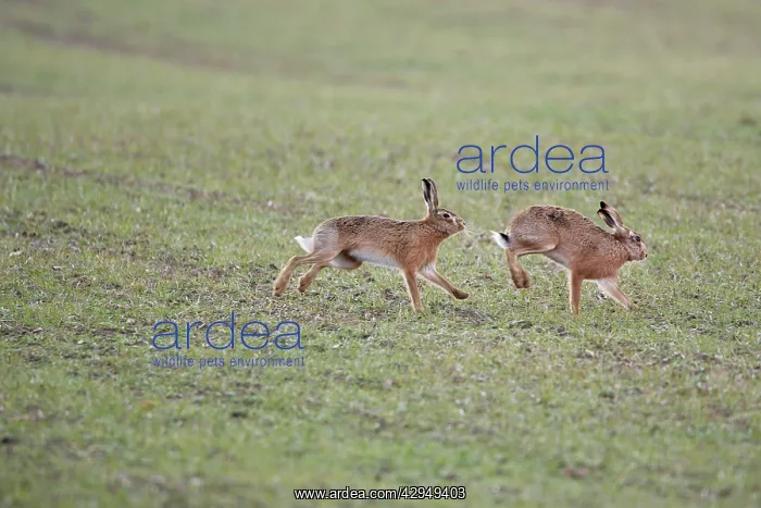 : Brown Hares - Boxing : Brown Hares - Boxing