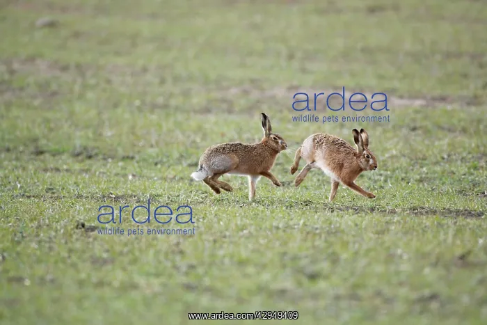 : Brown Hares - Boxing : Brown Hares - Boxing